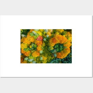 Aerial top down view of vibrant colorful autumn forest Posters and Art